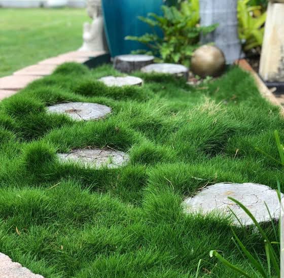 Zoysia Tenuifolia (No Mow Grass)