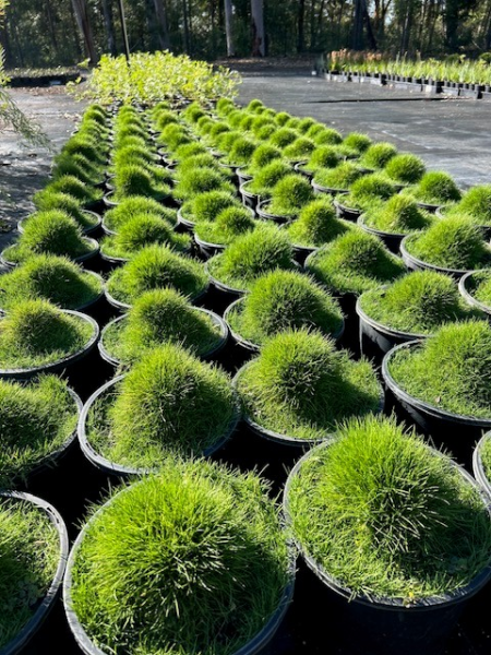 Zoysia Tenuifolia (No Mow Grass)