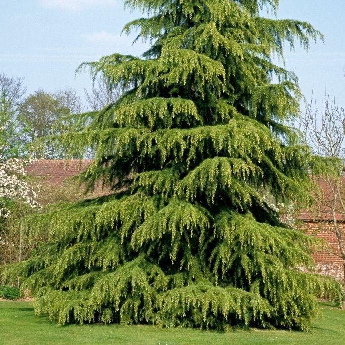 Cedrus Deodara ‘Mt Buffalo’ (Mt Buffalo Deodar Cedar)