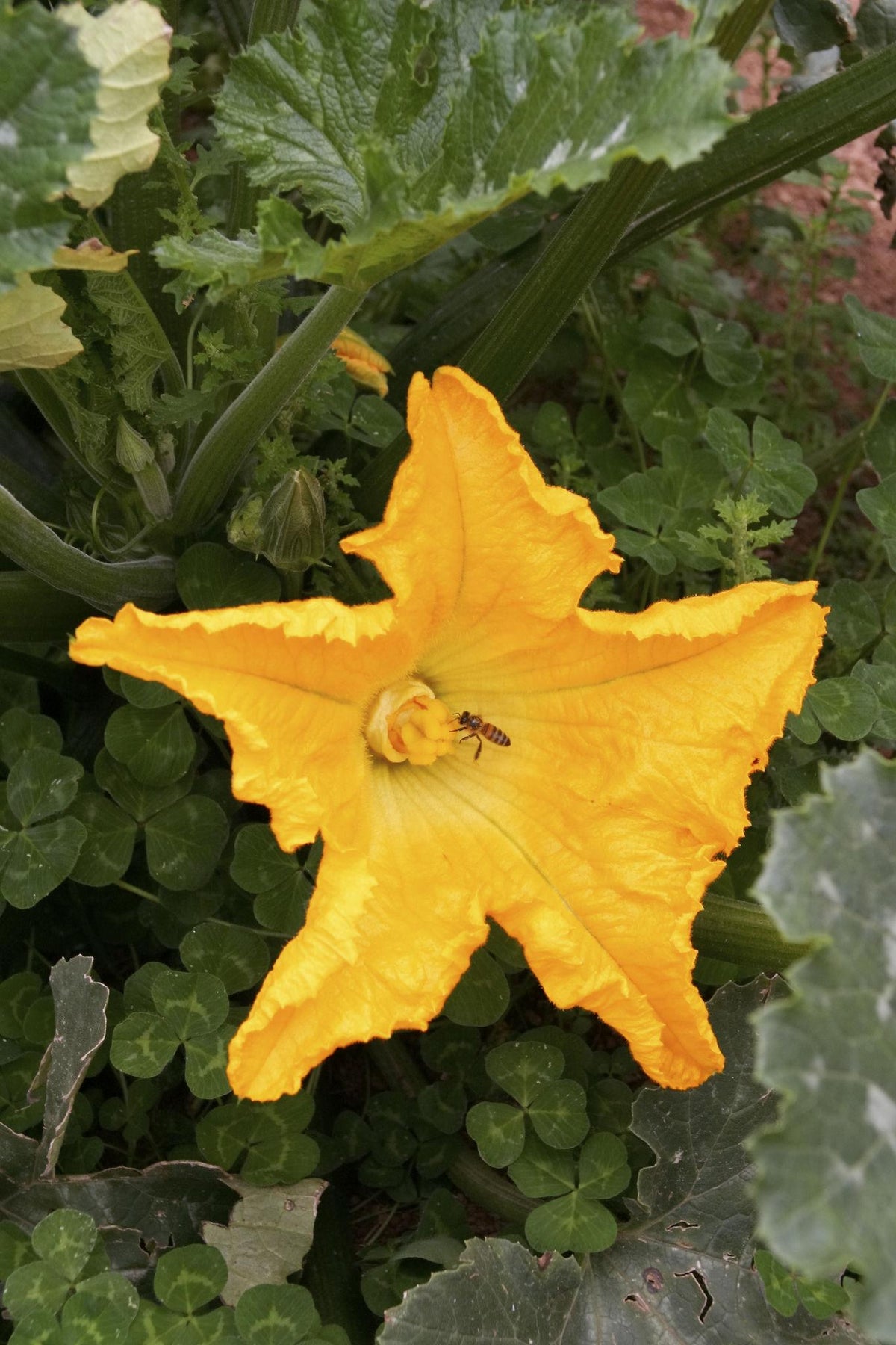 Cucurbita pepo (Zucchini Flowers)