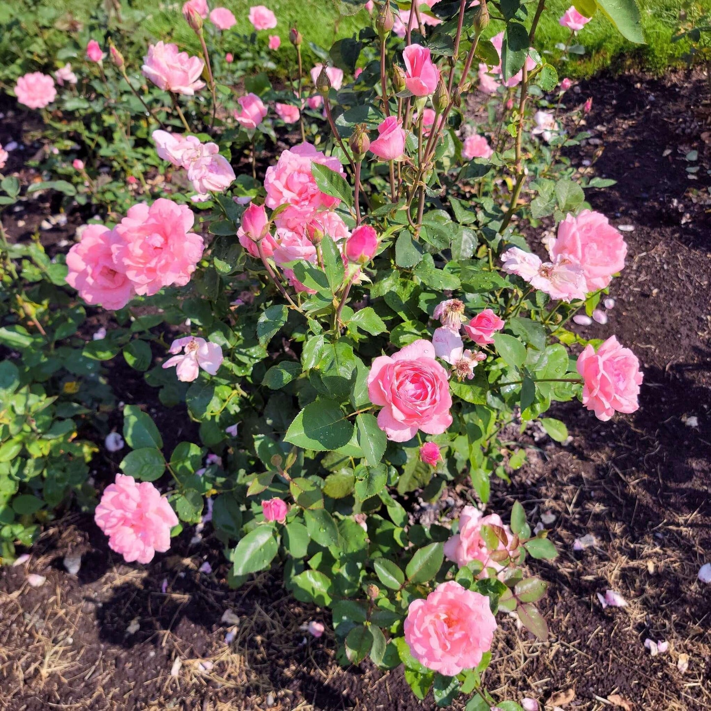 Rosa 'Queen Elizabeth' (Queen Elizabeth Grandiflora Rose)