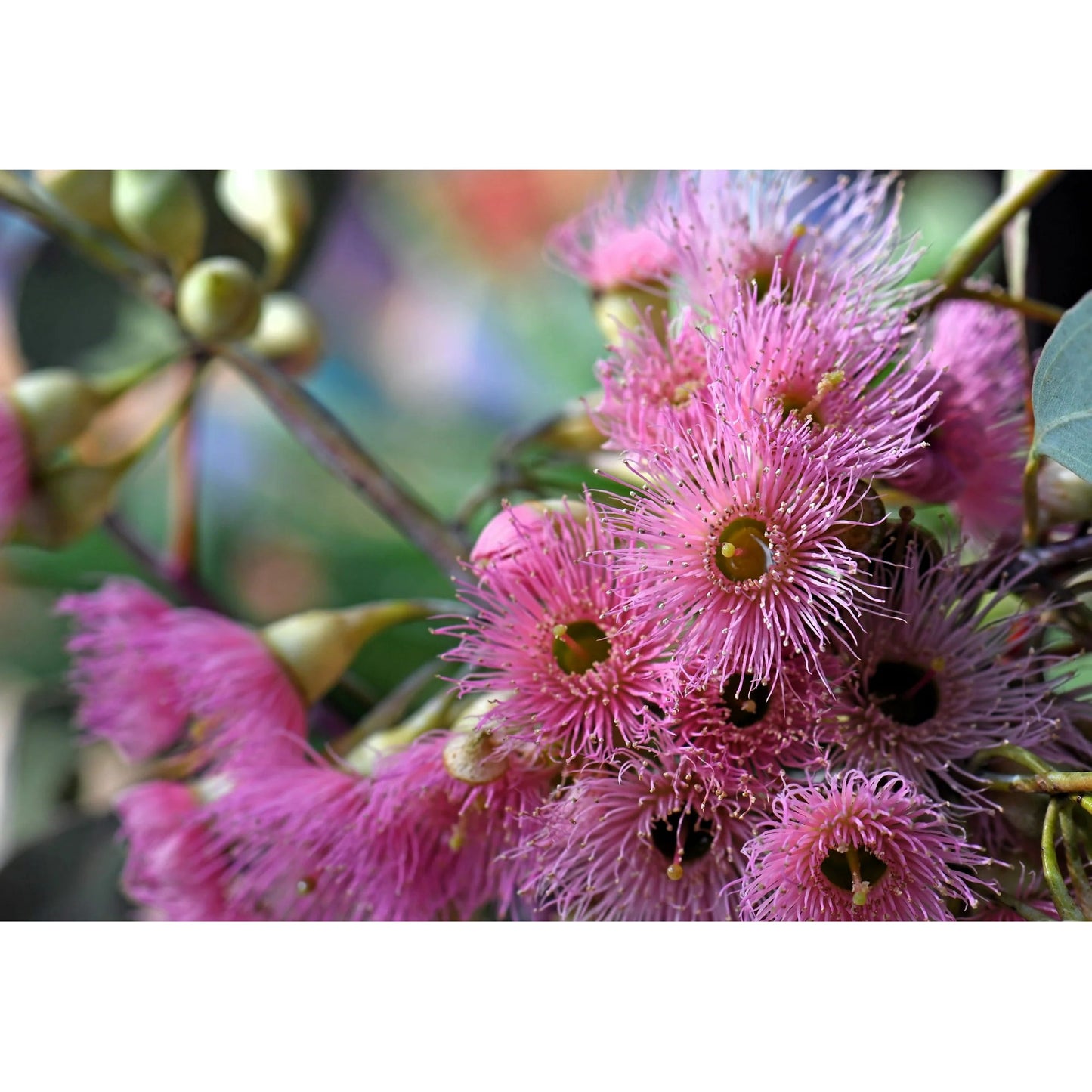 Azalea Sideroxylon (Iron Bark)