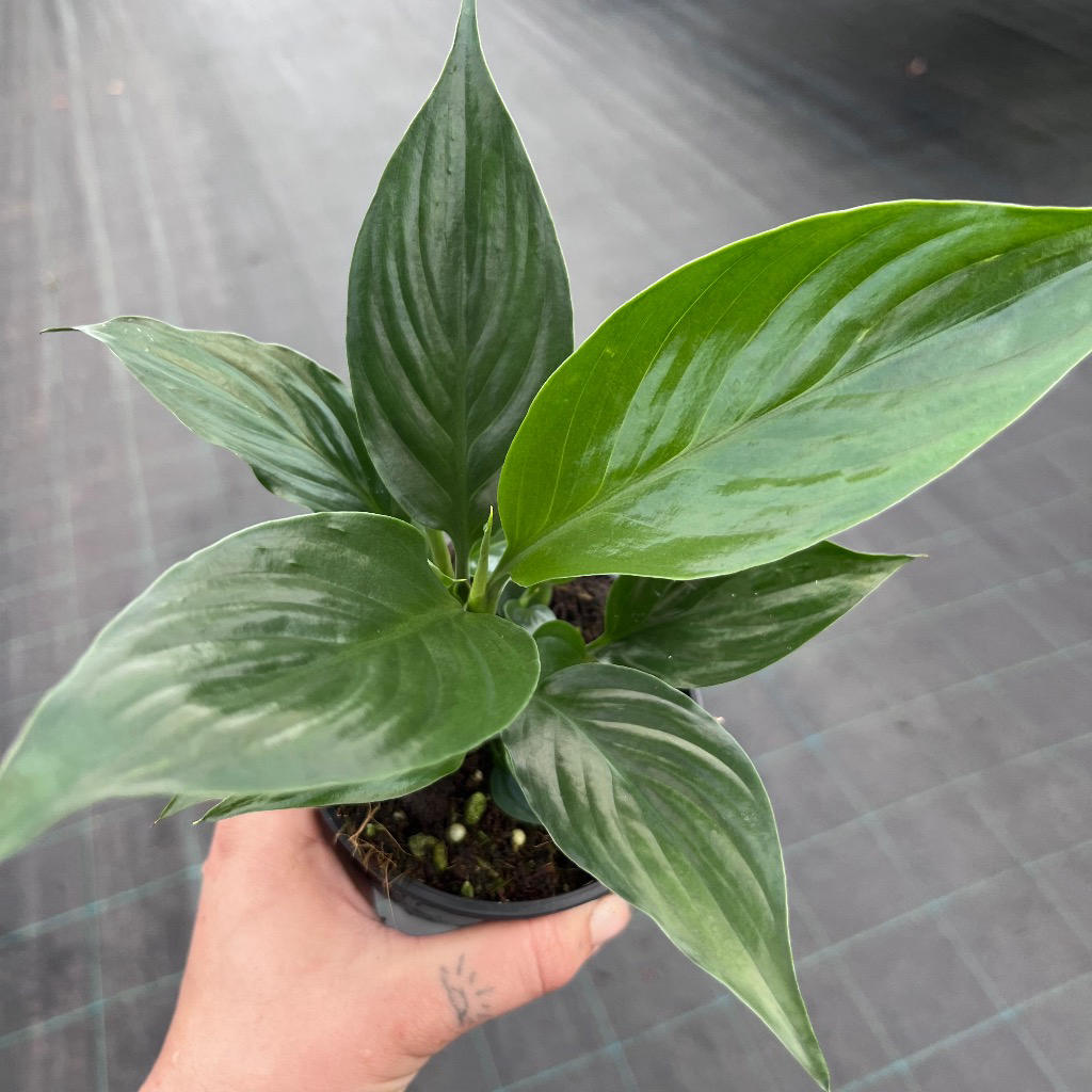 Spathiphyllum ‘Crown’ (Pollenless Peace Lily)