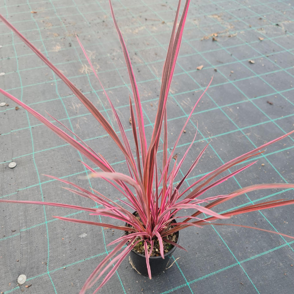 Cordyline banksii 'Electric Pink™' (Electric Pink™ Cabbage Tree)