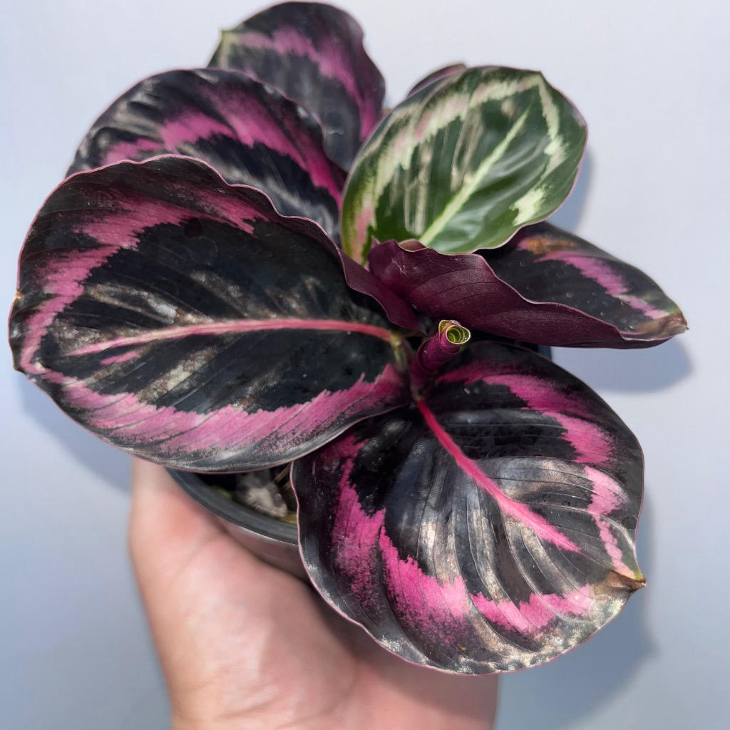 Goeppertia (Calathea) ‘Red Mojo’ (Calathea Red Mojo)