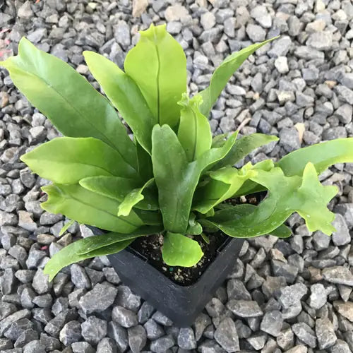 Microsorum punctatum Green Flame (USA PP17420) (Green Flame)