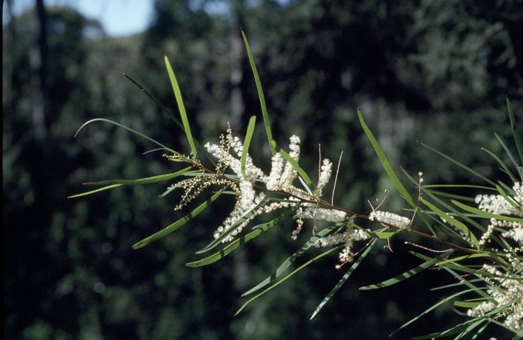 Acacia longissima