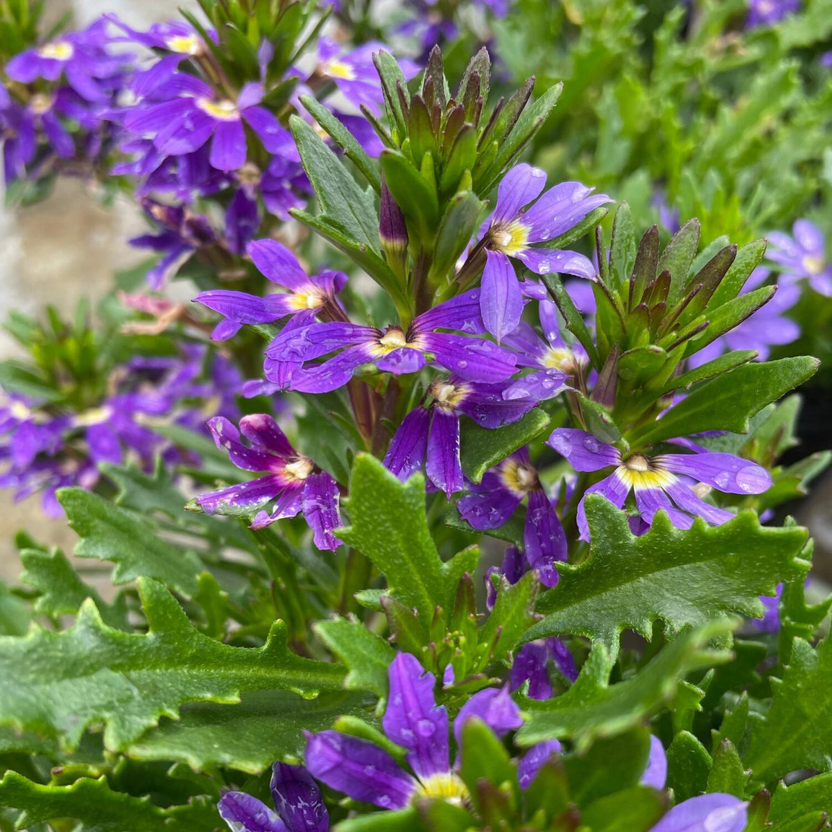 Scaevola Aemula 'Touch Indigo' (Indigo Fan Flower)