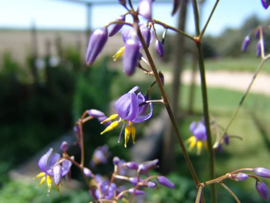 Dianella Caerulea ‘Little Jess’ (Flax Lily)