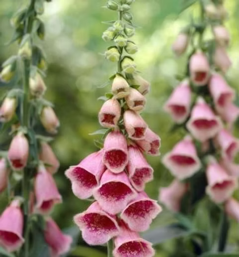 Digitalis × Mertonensis (Strawberry Foxglove)