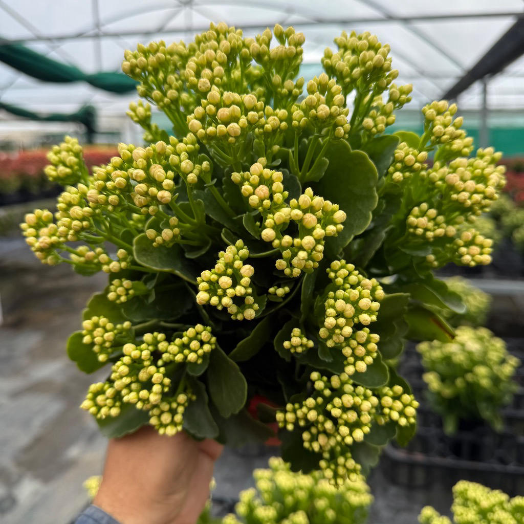 Kalanchoe ‘Calandiva Menzel White’