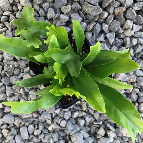 Microsorum punctatum Green Flame (USA PP17420) (Green Flame)