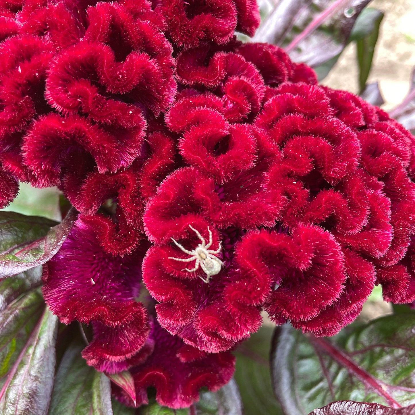 Celosia Argentea Var. Cristata ‘Dracula’ (Dracula Cockscomb)