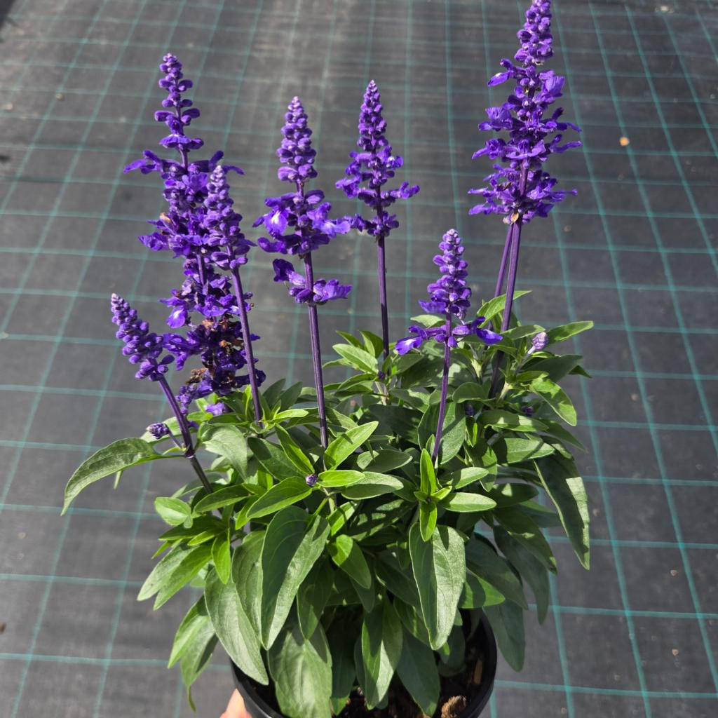 Salvia ‘Sallyfun Deep Ocean’ (Sage)