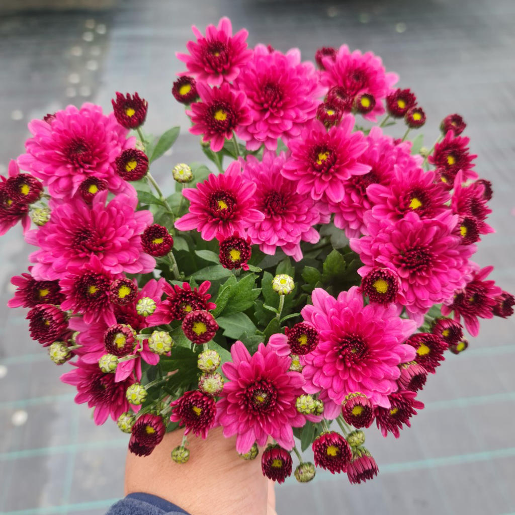Chrysanthemum Garden Mum ‘Hourra Dark Rose’ (Garden Mum)