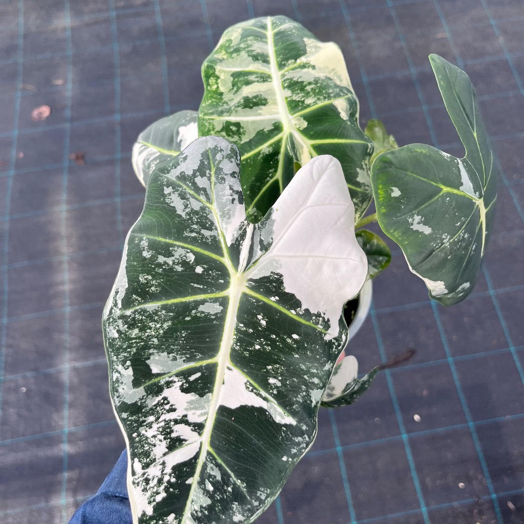 Alocasia micholitziana Frydek Variegata (Frydek Variegated)