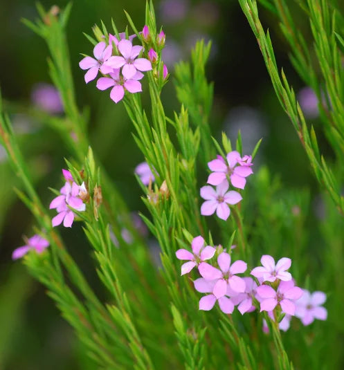 Coleonema pulchellum ‘Dwarf Pink’ (Syn. Coleonema pulchrum) (Dwarf Pink Breath of Heaven)