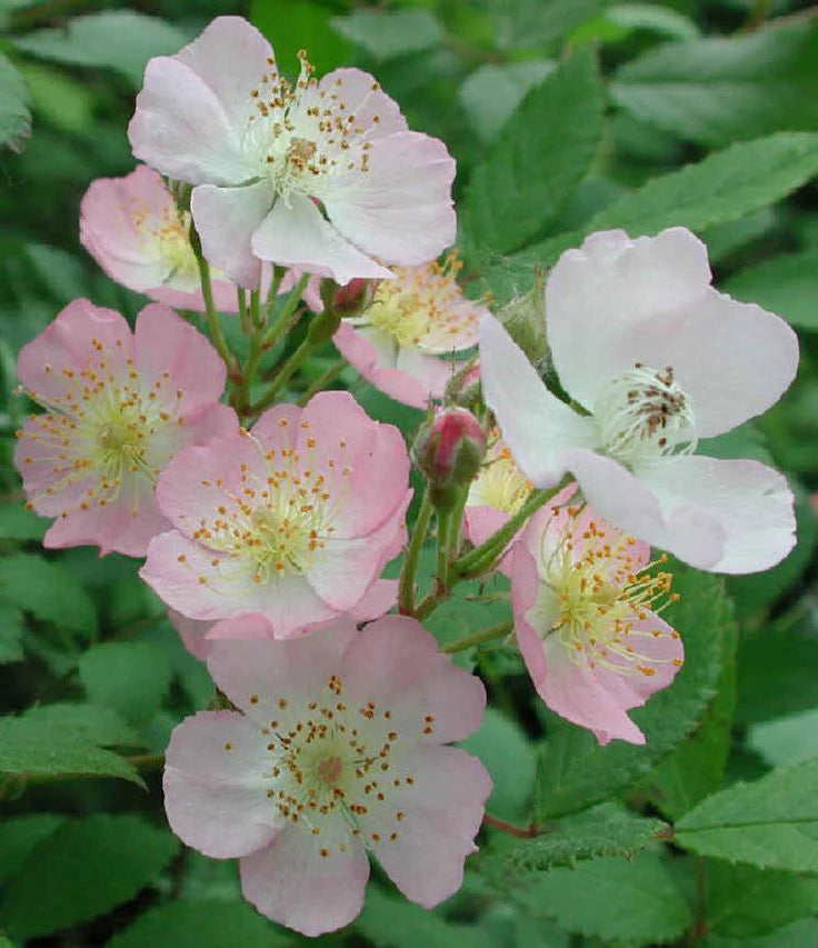 Rosa multiflora Pink (Pink Multiflora Rose)