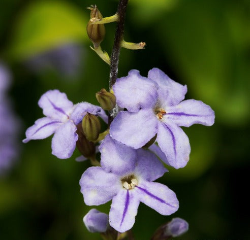 Duranta erecta Sheena’s Gold (Sheena’s Gold)