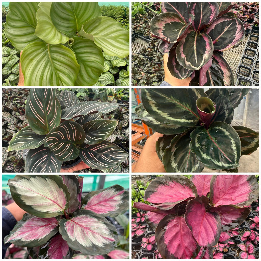 Calathea spp. Mix (Zebra Plant Mix)