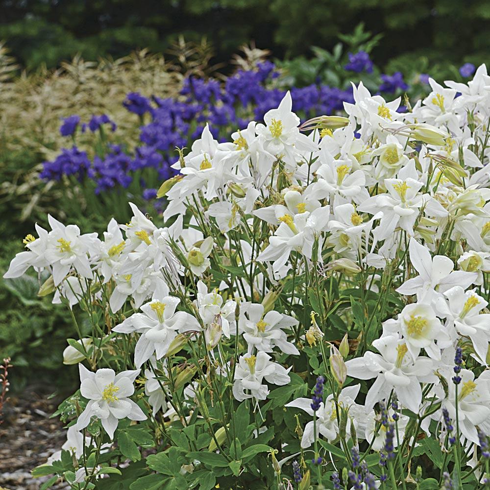 Aquilegia 'Dove' (Dove Columbine)