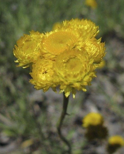 Chrysocephalum Apiculatum ‘Ramosissimum’ (Yellow Buttons)