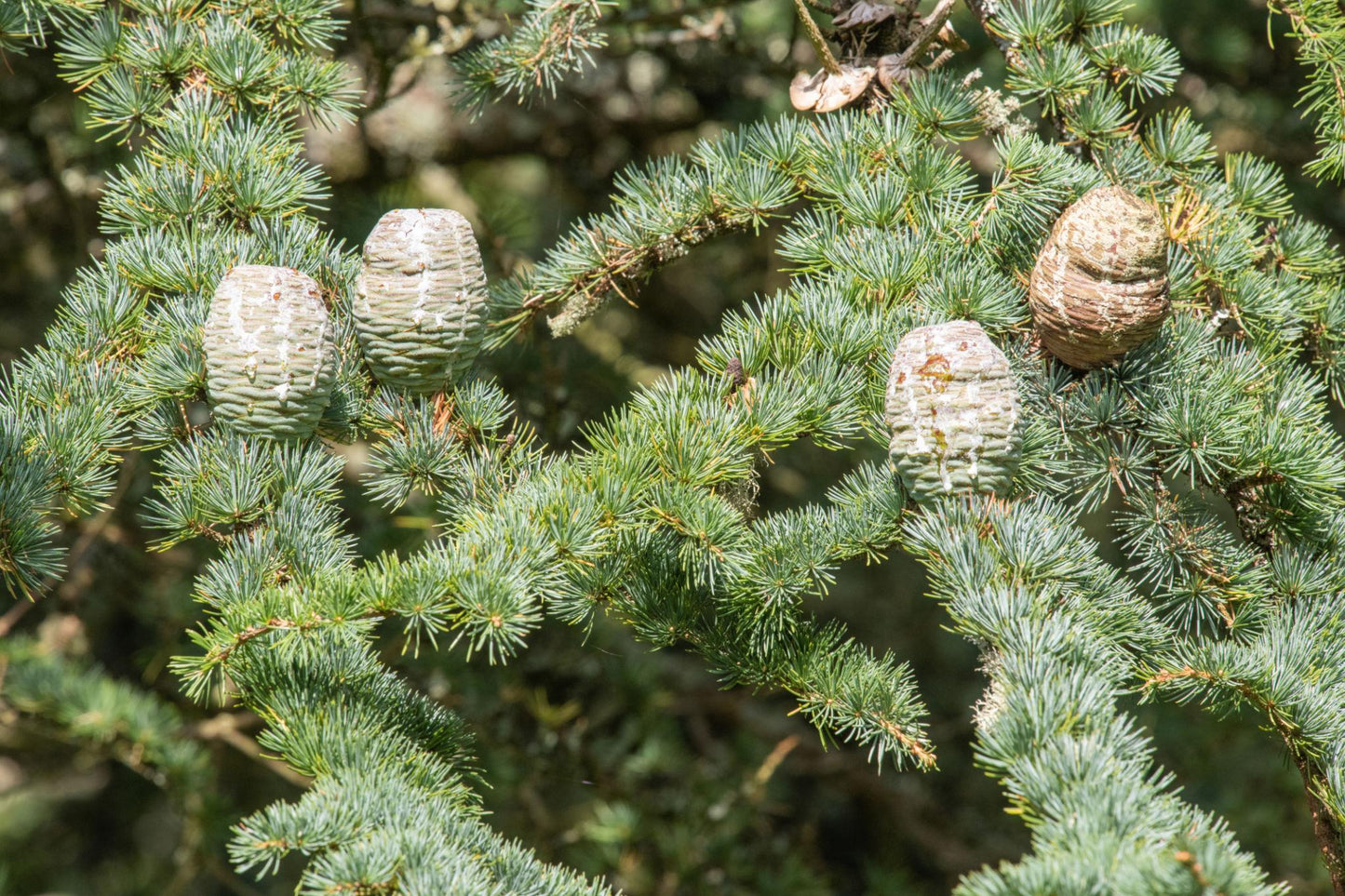 Cedrus Atlantica (Atlas Cedar)