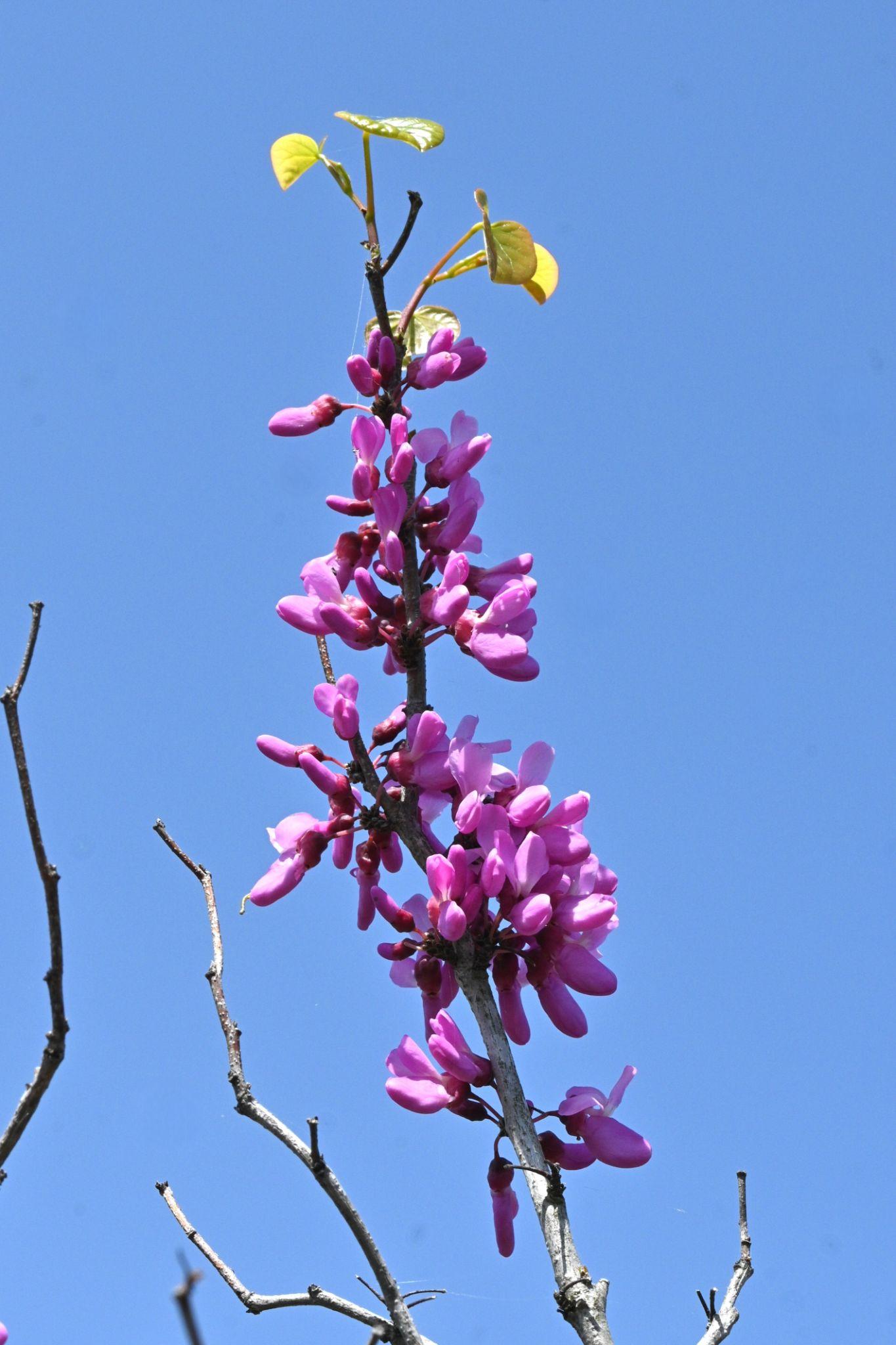 Cercis Chinensis Faerie Queen (Chinese Redbud)