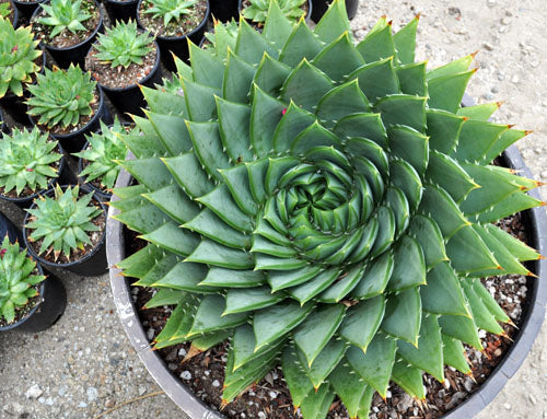 Aloe polyphylla (Spiral Aloe – Tissue Culture)