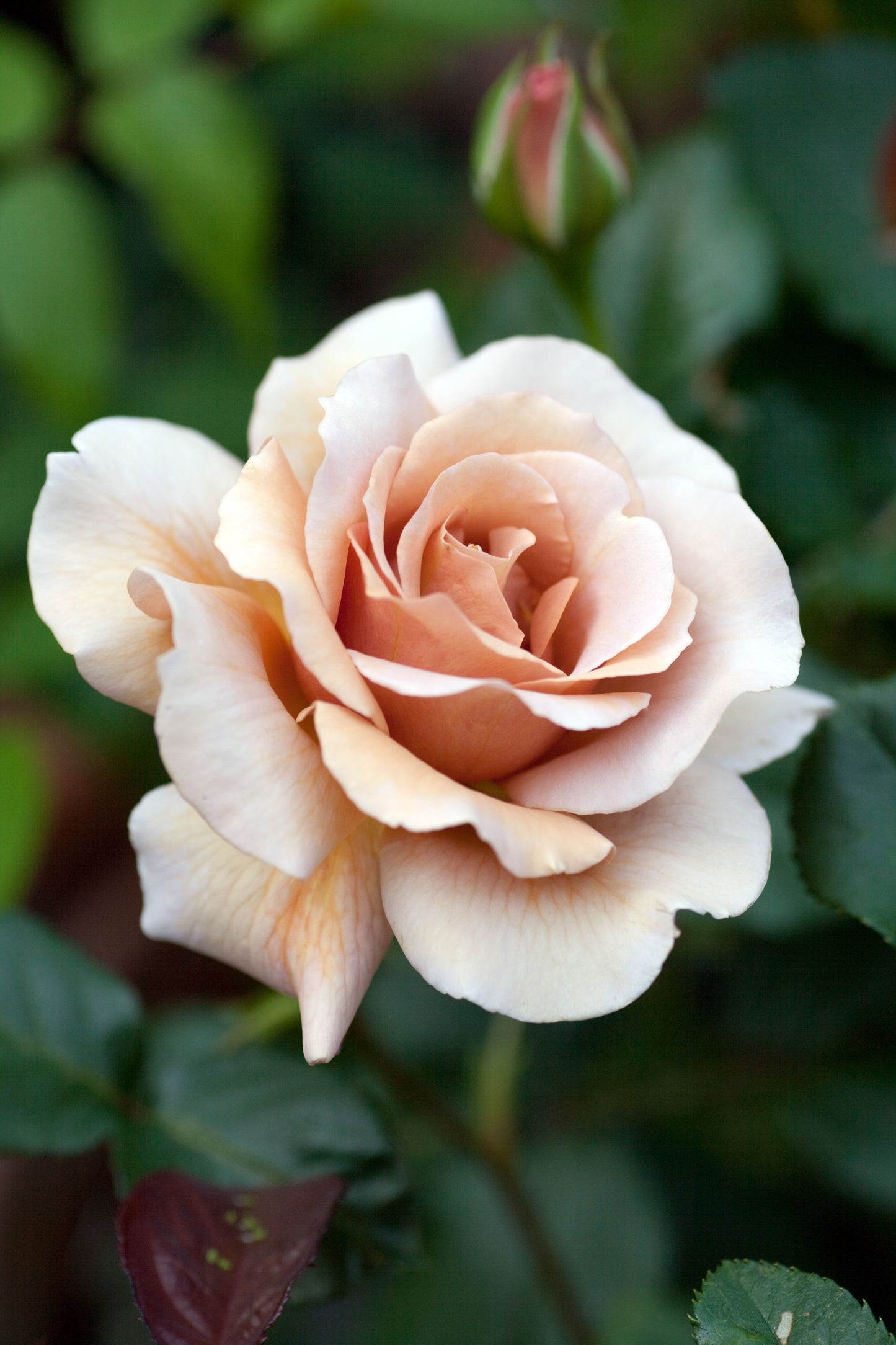 Rosa ‘Julia’s Rose’ (Julia’s Rose Hybrid Tea Rose)