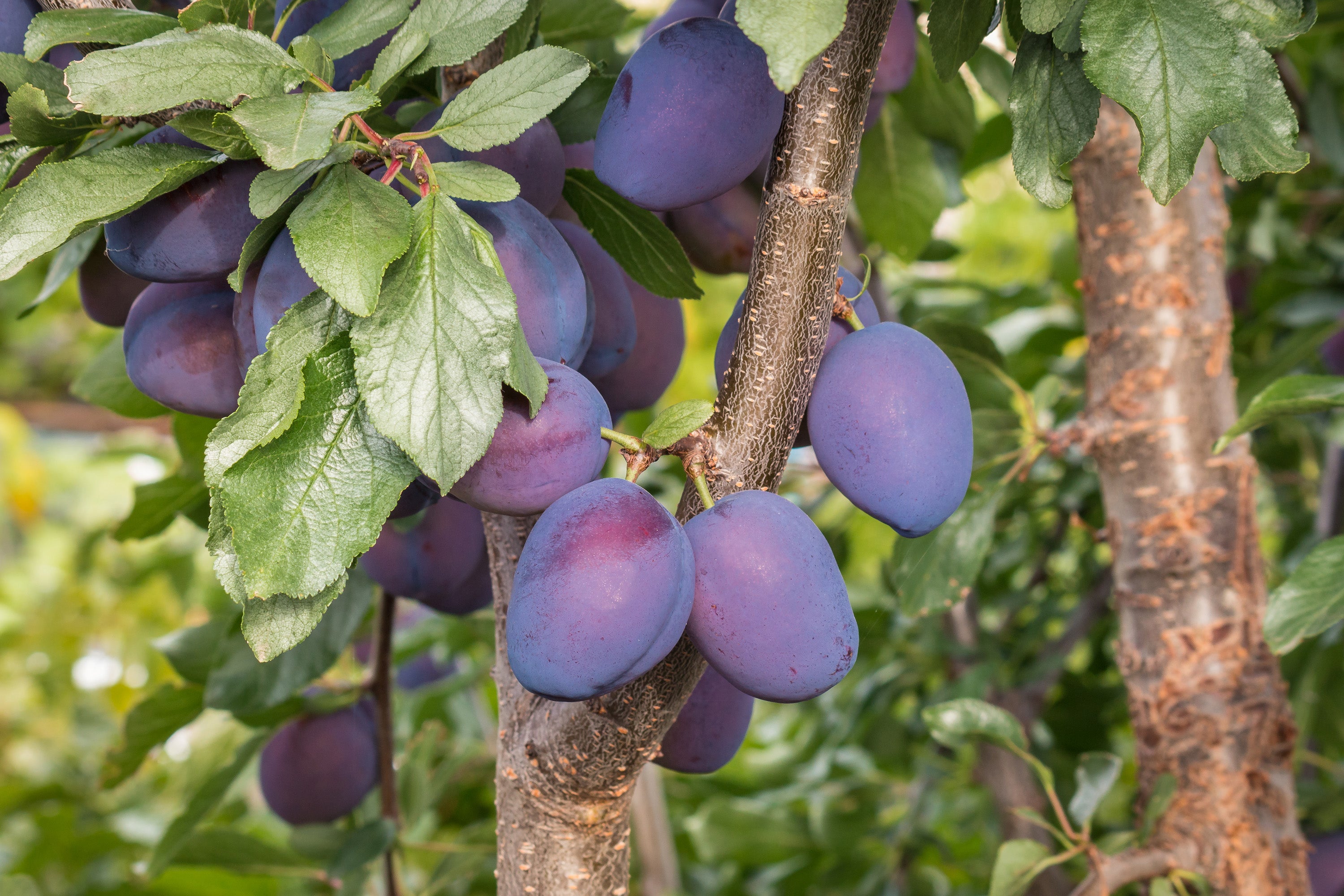 Plum Damson Y M-L