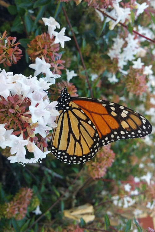 Abelia grandiflora ‘Dwarf’ (Little Richard Dwarf Abelia)