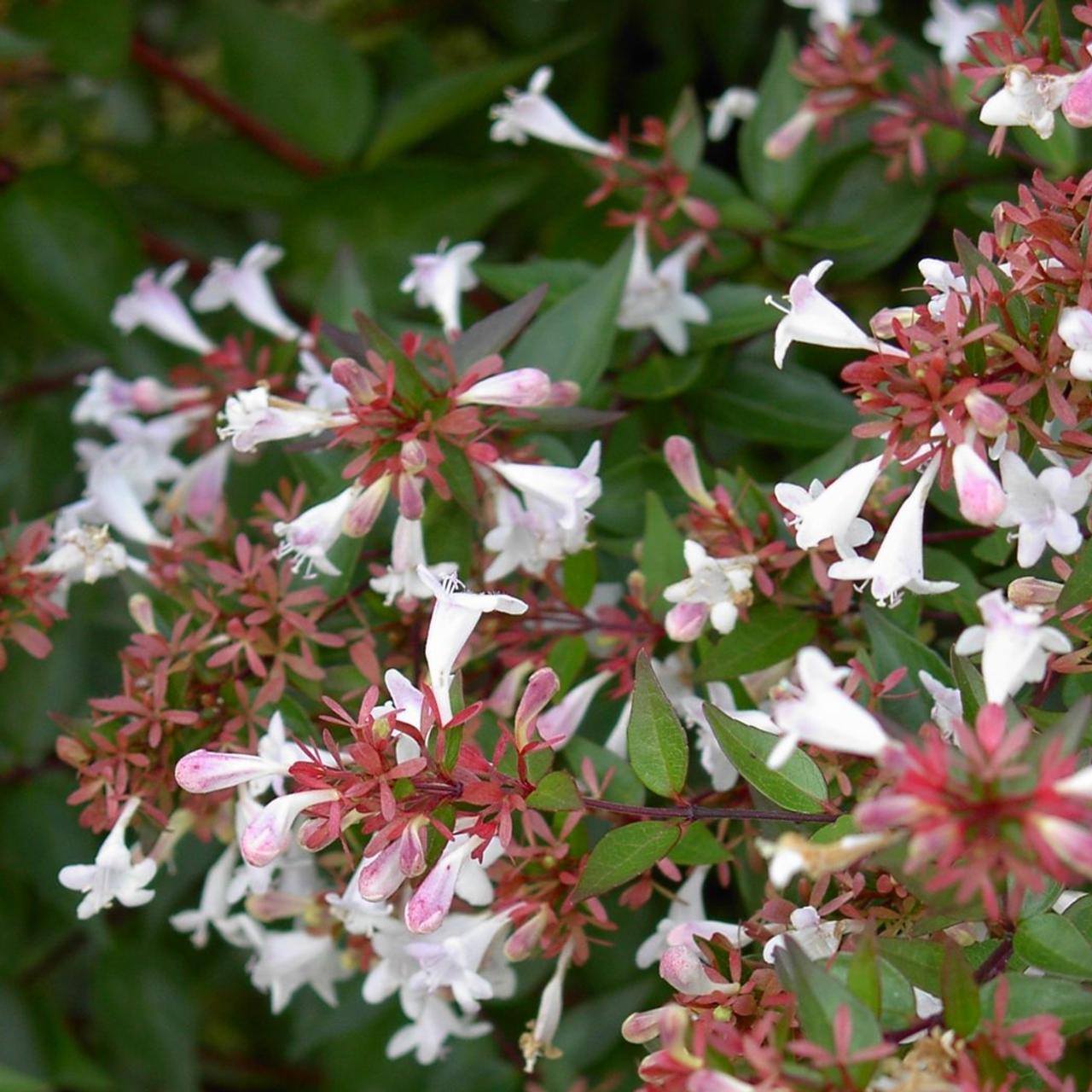 Abelia × Grandiflora (Glossy Abelia)