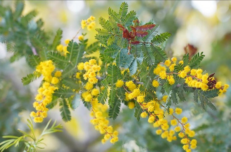 Acacia baileyana ‘Rainbow’ (Rainbow Cootamundra Wattle)