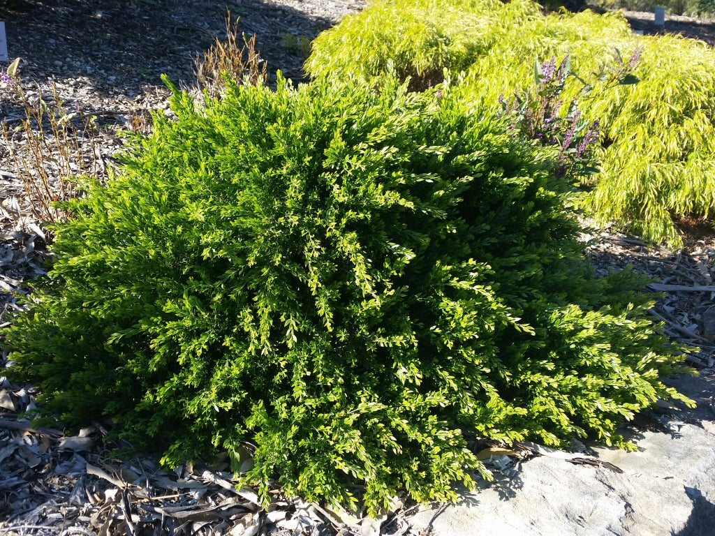 Acacia Howittii 'Honey Bun' (Wattle)