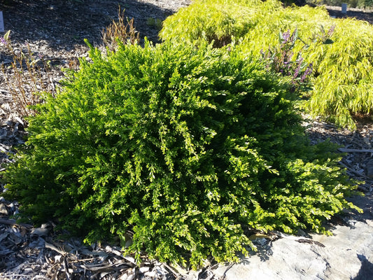 Acacia howittii 'Honey Bun' (Wattle)