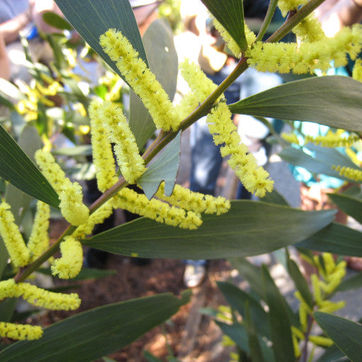Acacia longifolia (Sydney Golden Wattle)