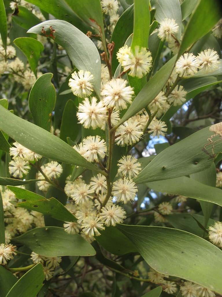 Acacia Melanoxylon (Blackwood)