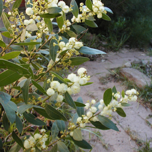 Acacia myrtifolia (Myrtle Wattle)