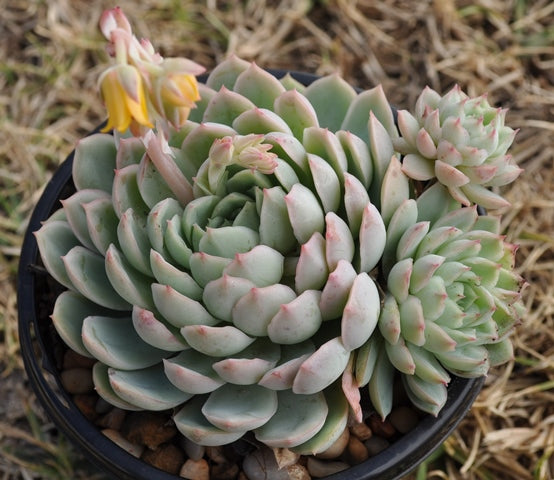 Echeveria ‘Acacia Ponds’
