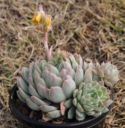 Echeveria ‘Acacia Ponds’