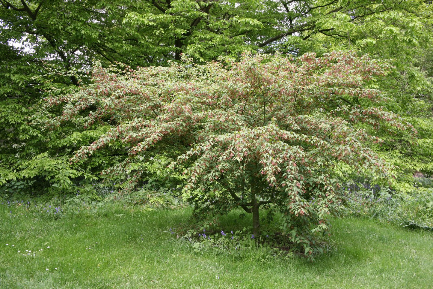Acer Crataegifolium 'Calcaratum' (upright)