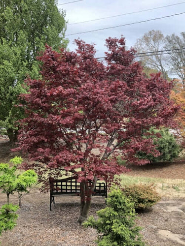 Acer Palmatum 'Herbstfeuer' (upright)