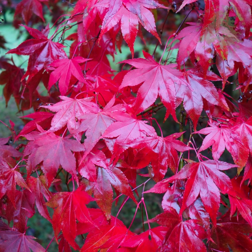 Acer Palmatum 'Osakazuki' (upright)