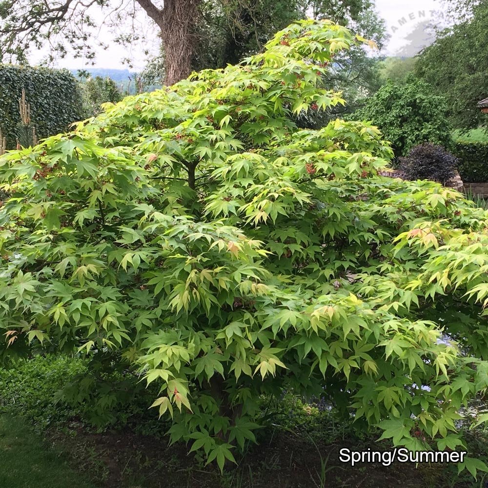 Acer Palmatum 'Osakazuki' (upright)