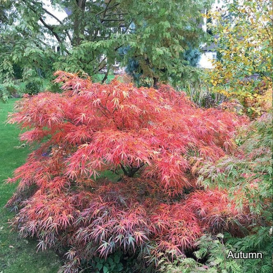 Acer Palmatum 'Red Pygmy' (Japanese Maple Red Pygmy) upright