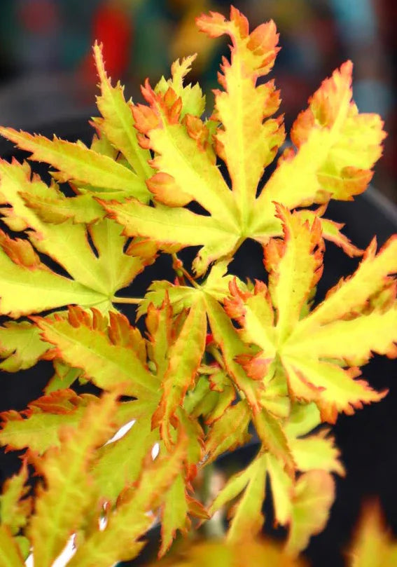 Acer Palmatum ‘Exeter Twilight’ (Exeter Twilight Japanese Maple)
