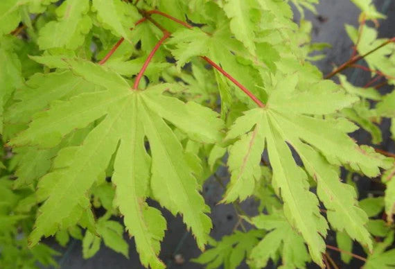 Acer Palmatum ‘Exeter Twilight’ (Exeter Twilight Japanese Maple)