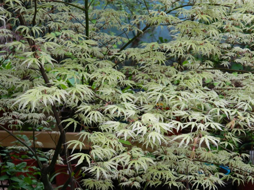 Acer Palmatum 'Ukigumo'