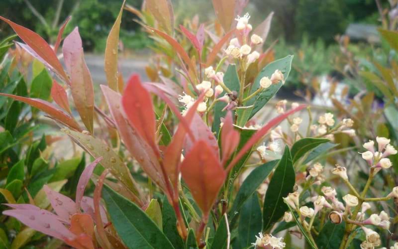 Acmena Smithii Speed Screen™ (Speed Screen Lilly Pilly)